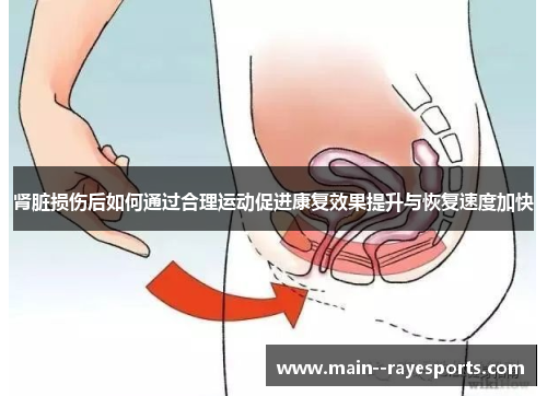 肾脏损伤后如何通过合理运动促进康复效果提升与恢复速度加快